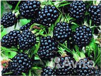 Ежевика, малина, жимолость саженцы для посадки