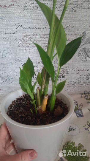 Спатифиллум