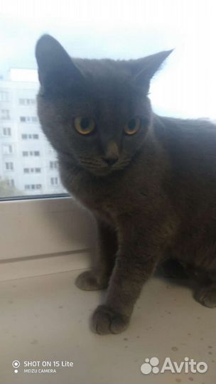 Кошка в дар