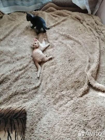 Кошки в добрые руки бесплатно