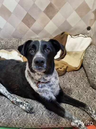 Собаки из приюта некрасовка