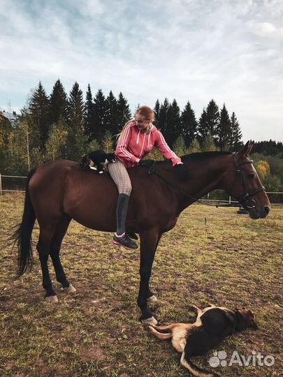 Конные прогулки/фотосессии/аренда лошади