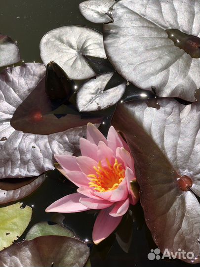 Нимфеи для пруда