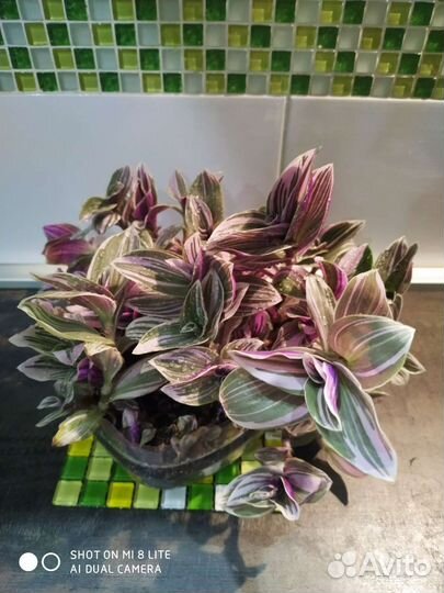 Традесканция нанук