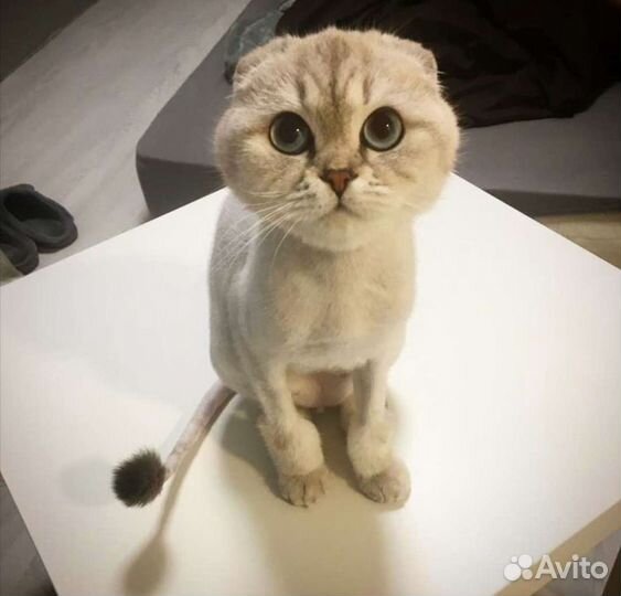 Стрижка кошек и собак. Грумер. Только выезд на дом