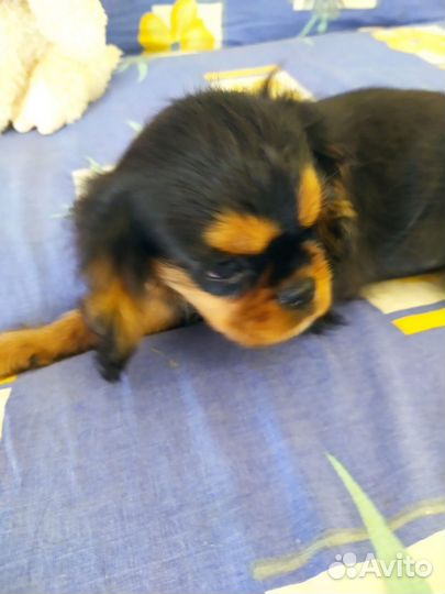 Кавалер Кинг Чарльз спаниель