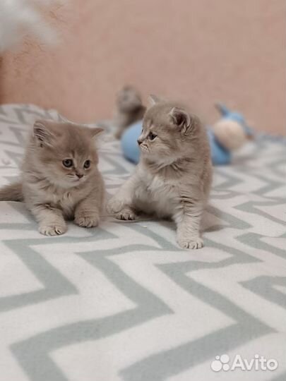 Шотландские котята