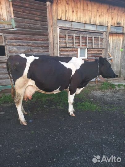 Корова на мясо