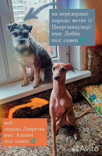 Передержка животных