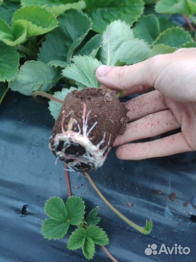 Рассада клубники