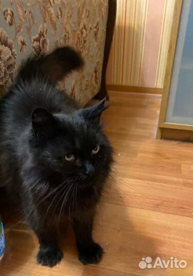 Ищет дом замечательная Кошка Лада