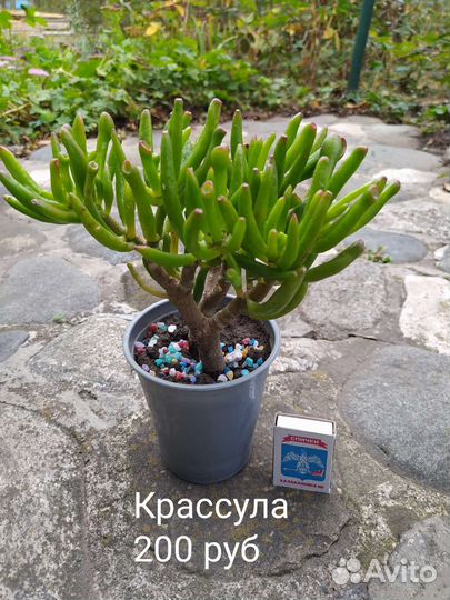 Суккуленты