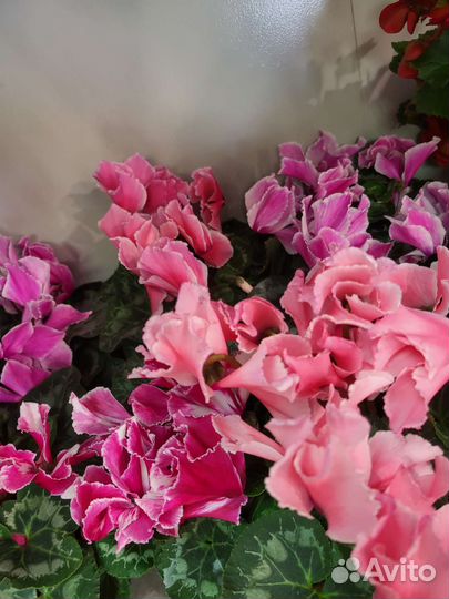 Цикламен