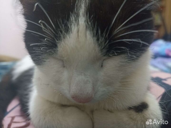 Кошка в дар бесплатно