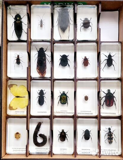 Коллекция жуков