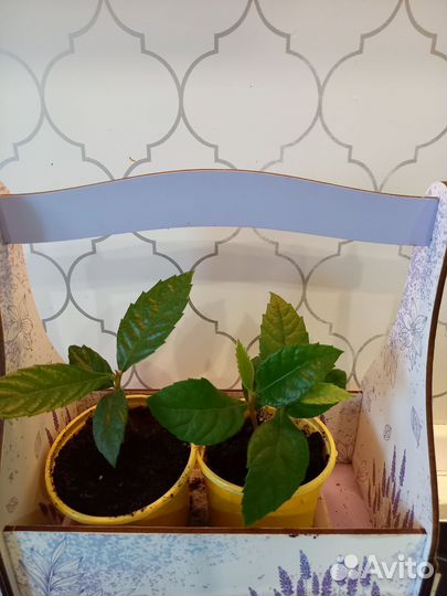 Мушмула японская (саженцы)