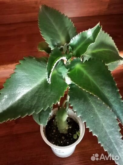 Каланхое лечебное, алое, золотой ус