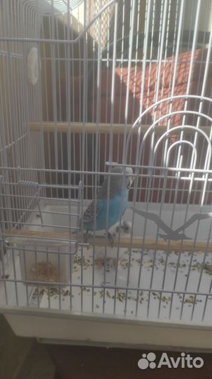Волнистые попугаи с клеткой