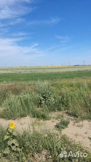 Мед свежий 2022 гречишный