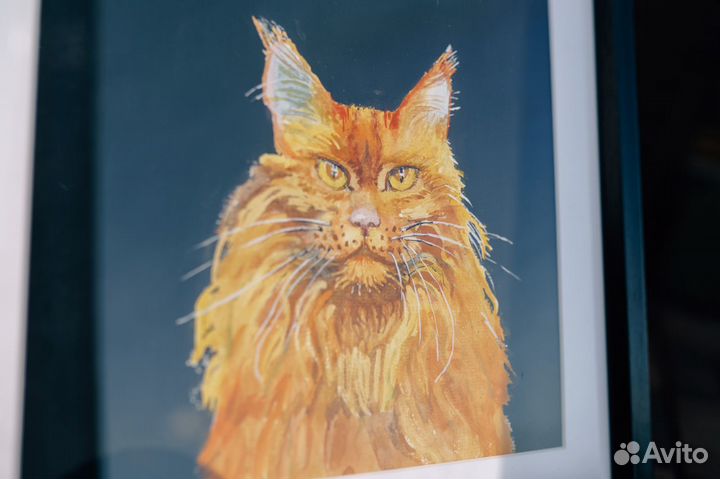 Кот мейн-кун в добрые руки (картина, акварель)
