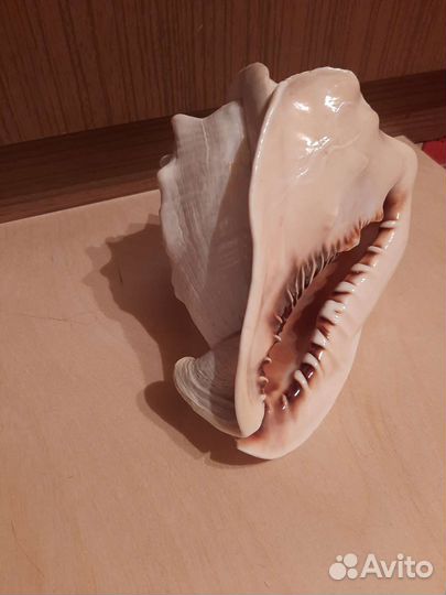 Ракушка морская большая