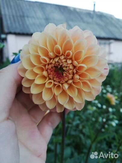 Георгины клубни