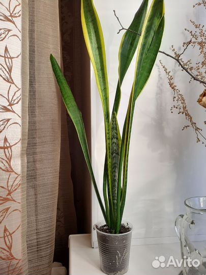 Сансевиерия трехполосная