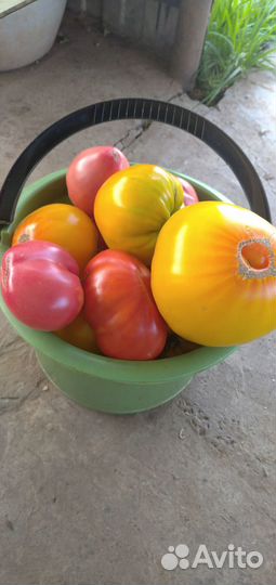 Помидоры