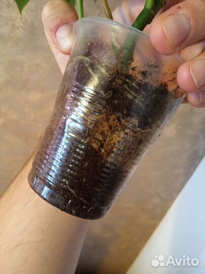 Рафидофора тетрасперма