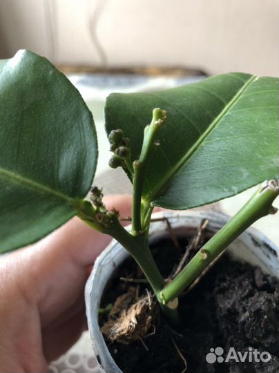 Лимон плодоносящий