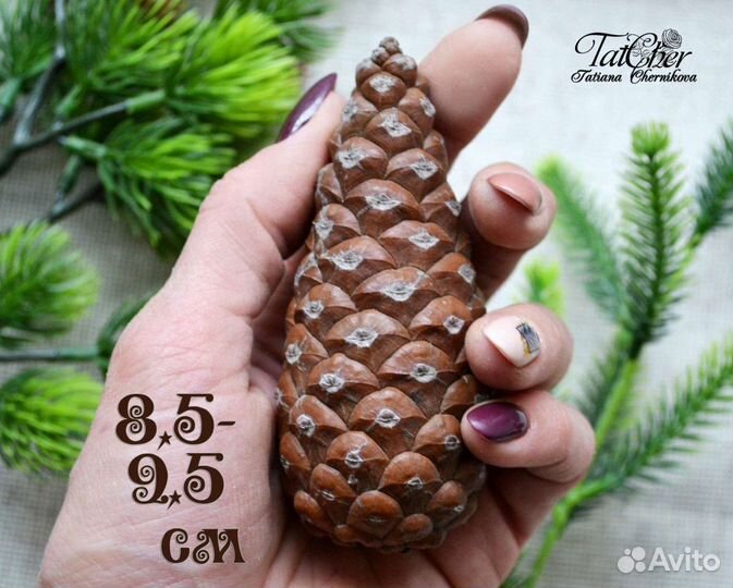 Большие закрытые шишки крымской сосны