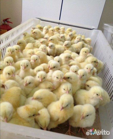 Инкубационное яйцо