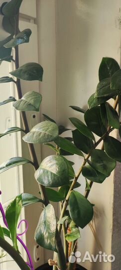 Замиокулькас