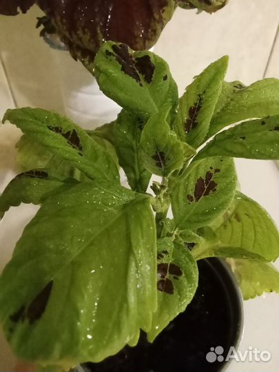 Колеус крупный