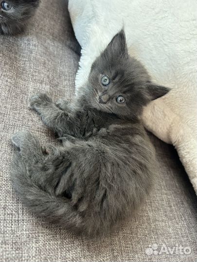 Котята помесь мейн-кун