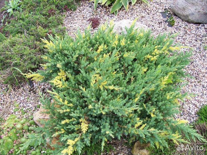Можжевельник казацкий 2 сорта