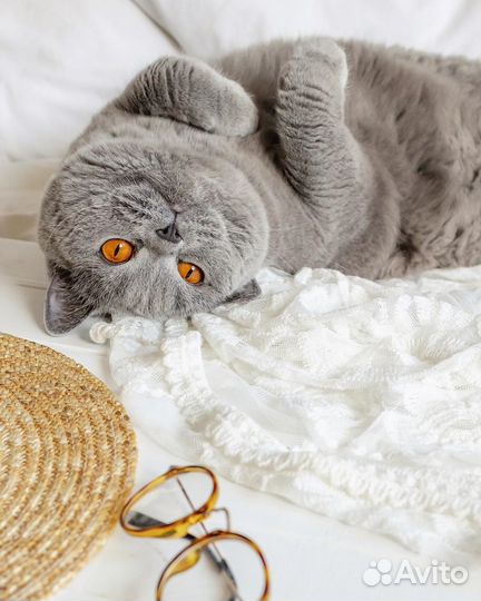 Британский кот на вязку