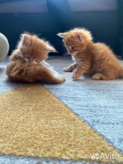 Котята мейн-кун