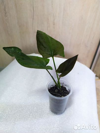 Сингониумы