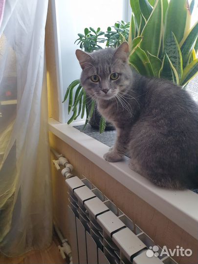 Кот на вязку