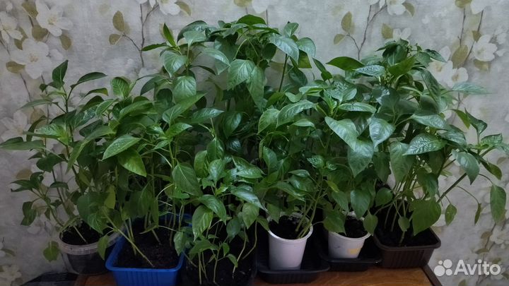 Рассада перца