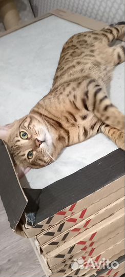 Бенгальские котята