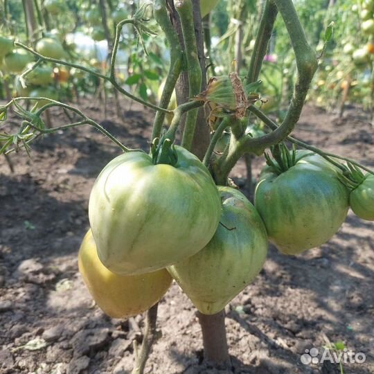 Семена коллекционных томатов