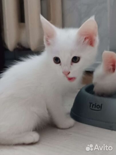 Котята в дар