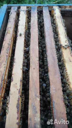 Среднерусские пчелы Бронь до 10.05.2024