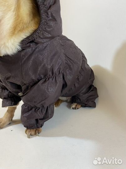 Утепленный дождевик для маленькой собаки