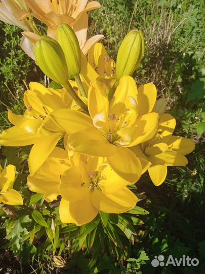 Лилии (саженцы)
