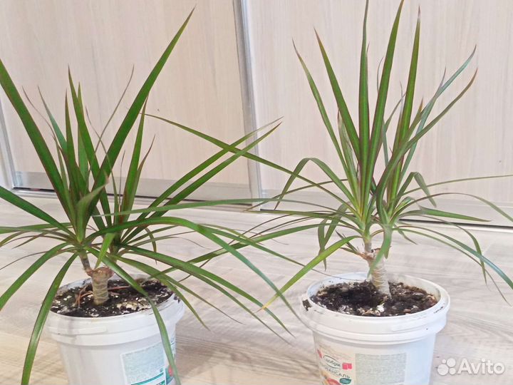 Пальма драцена