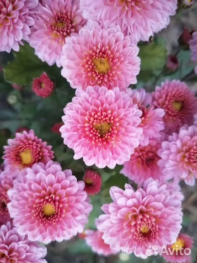 Хризантемы и многолетние астры