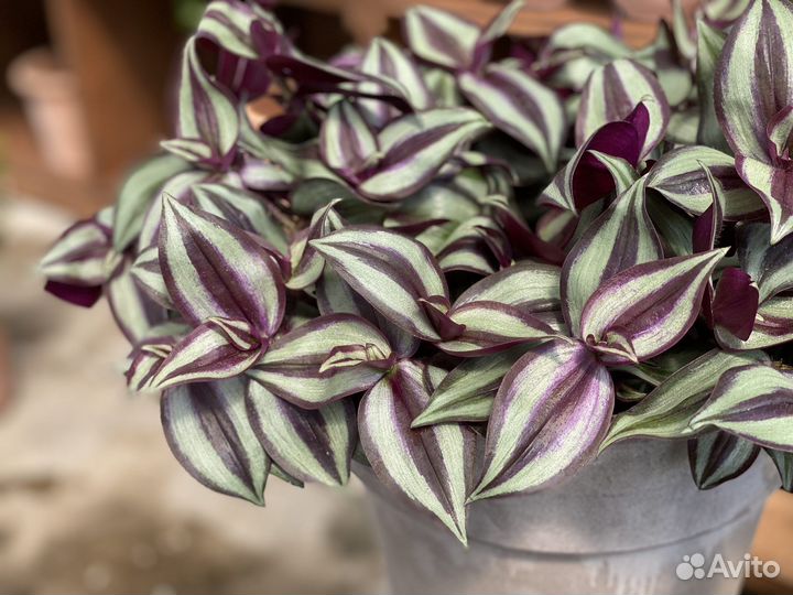 Традесканция зебрина